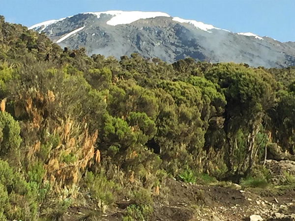 mount mount
