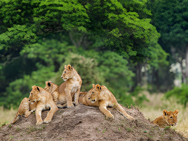 6 Days private safari Tanzania