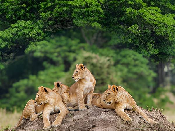 Lions relaxing on a 4 day tanzania safari